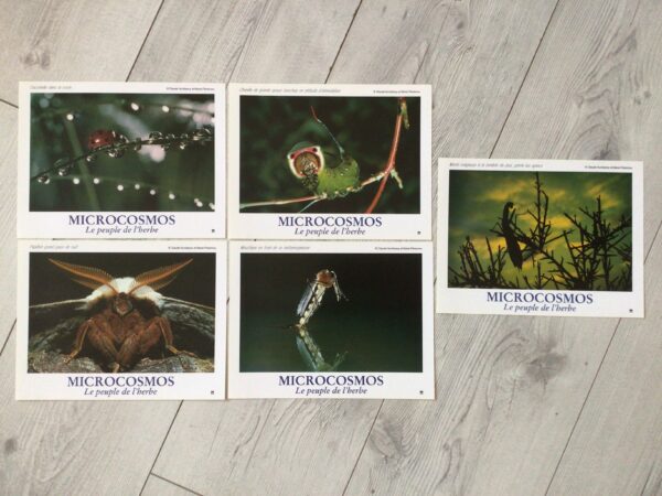 Microcosmos : Le Peuple de l'herbe - Image 2